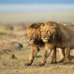 8-Facts-about-Masai-Mara-National-Reserve-e1576142234346-750x450