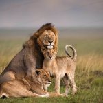 Lions-in-Maasai-mara